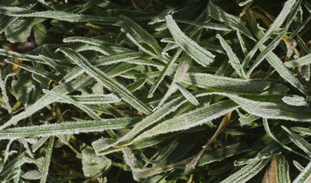 Grass covered with hoarfrost.の写真素材