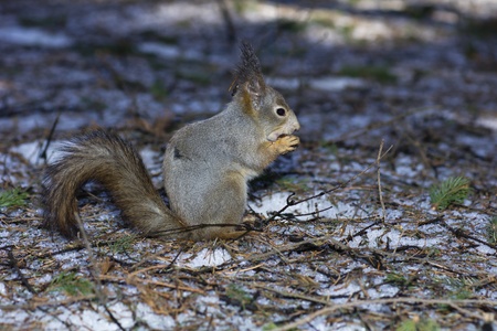 The squirrelの写真素材