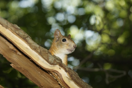 The squirrel looks out from for a tree の写真素材
