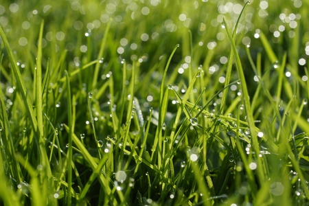 Dew on a grass の写真素材