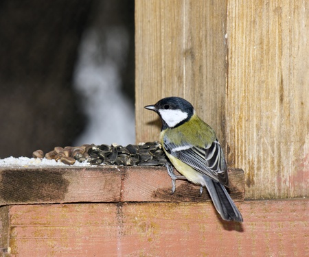 Titmouse on a feeding trough.の写真素材
