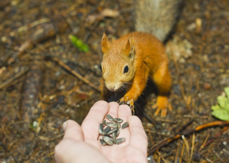 The squirrel eats from a handの写真素材