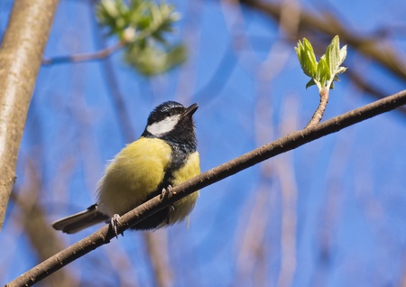 The big titmouse の写真素材