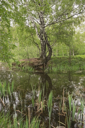 Birch on the bank of lake.の写真素材