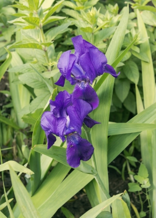 Iris.の写真素材