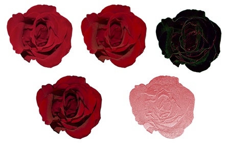 rose, it is isolated, stylizedの写真素材