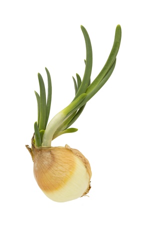 The sprouted green onions.の写真素材