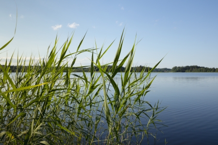 Reed on the bank of the lake. Reed on the bank of the lake.