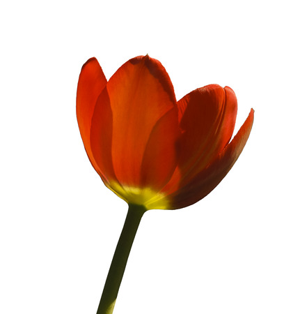 Red tulip, it is isolated on a white background.の写真素材