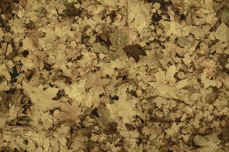 Background from fallen leaves.の写真素材