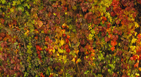 The wall twined wild grapes in the fall.の写真素材