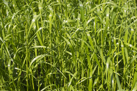 Abstract background from a green grass.の写真素材
