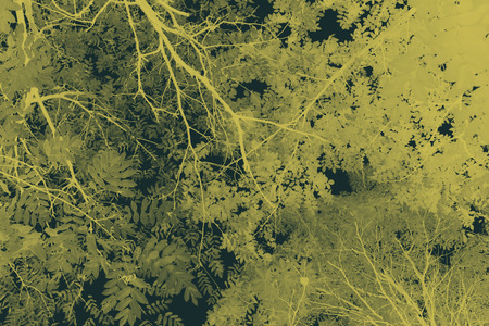 Abstract background from branches and leaves.の写真素材