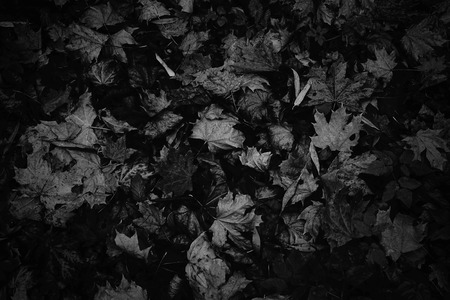 Abstract black-and-white background from fallen leaves.の写真素材