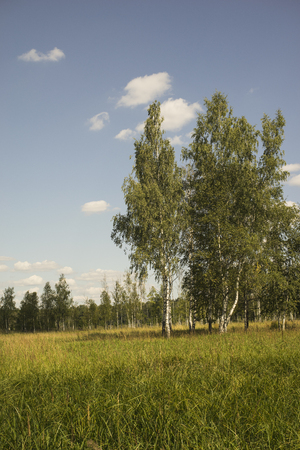 Clearing in the woods on a summer day.の写真素材