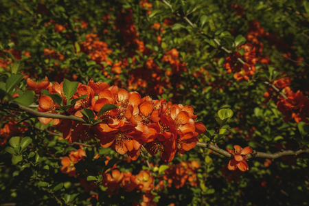 densely blooming Japanese quince in spring.の写真素材