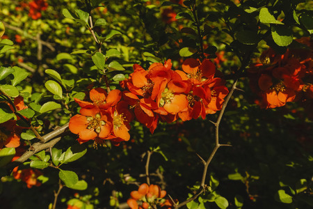 densely blooming Japanese quince in spring.の写真素材