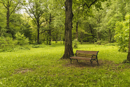 Bench in summer Park.の写真素材