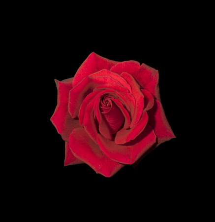 Red rose isolated on black background.の写真素材