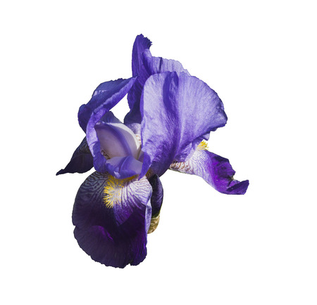 Iris flower isolated on white background.