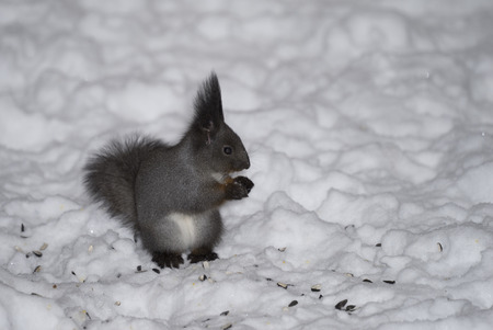 Squirrel in the snow.の写真素材