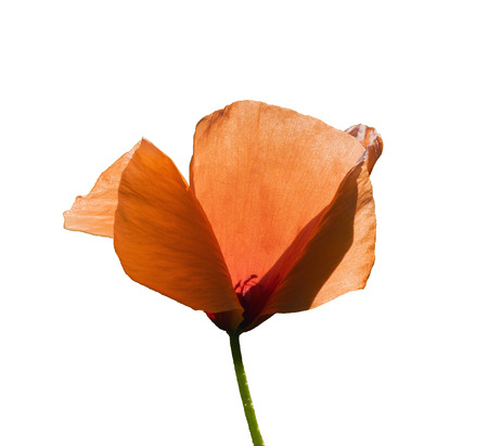 red poppy. Isolated on a white background.の写真素材