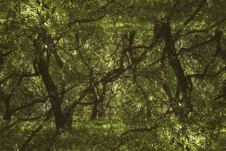 Abstract magical forest. Decoration.