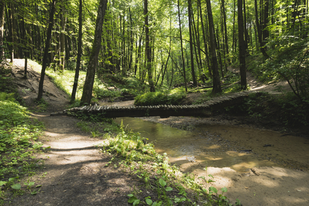 A brook in a dense forest.の写真素材