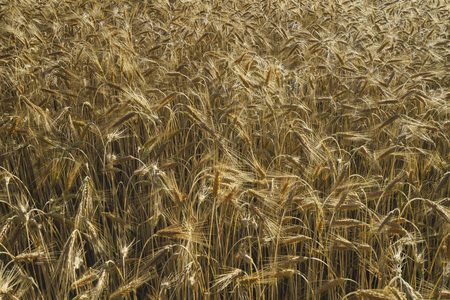 Wheat planted field, early autumn, Sunny.の写真素材