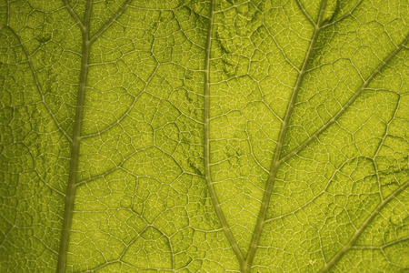 The leaf of the plant photographed at the lumen. Close-up, background.