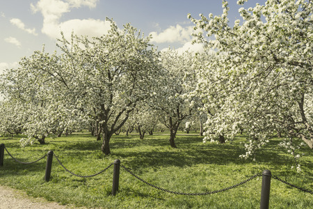 Apple orchard in spring.の写真素材
