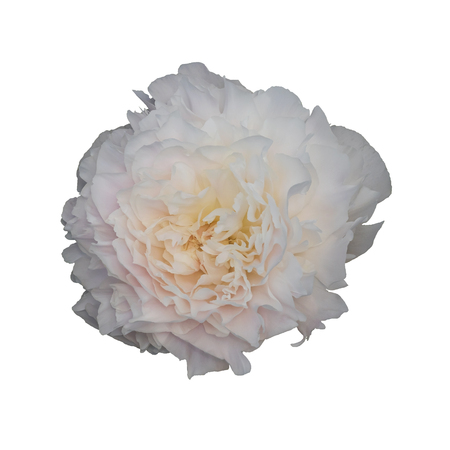 White peony, isolated on white background.の写真素材