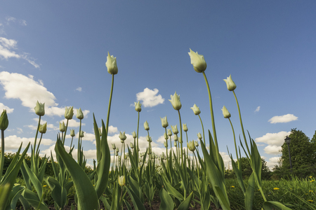 White tulips against the sky with white clouds.の写真素材