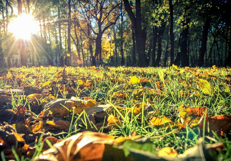 The breath of autumn. The autumn is a period when everything is ready to change. It looks like the sunset of the time.の写真素材