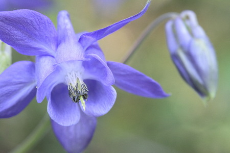 Aquilegia vulgaris with a beautiful defocused green background.の写真素材