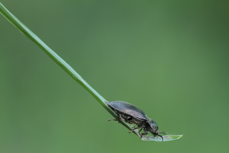 The beauty of macro lifeの写真素材
