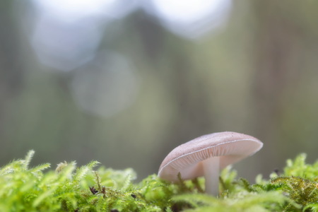 A fungus on the mantle of mossの写真素材