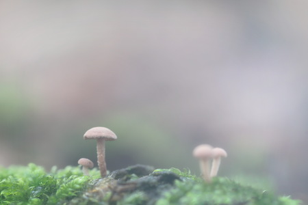 A fungus on the mantle of mossの写真素材