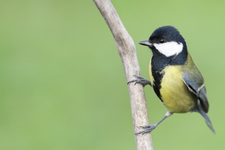 A Great Tit (Parus major) on a branch.の写真素材