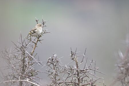 Rainny day in the field. Common chaffinch (Fringilla coelebs) in a blackthorn (Prunus spinosa) bush in winter.の写真素材
