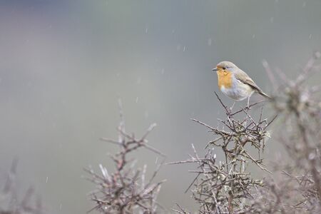 Rainny day in the field. European robin (Erithacus rubecola) in a blackthorn (Prunus spinosa) bush...