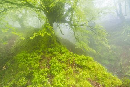 Natural Park of Gorbeia, Basque Country/Spain; May 03, 2014. Belaustegi beech forest in the spring.