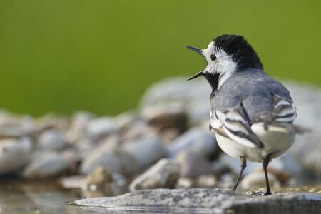 White wagtail (Motacilla alba) defending its territory.