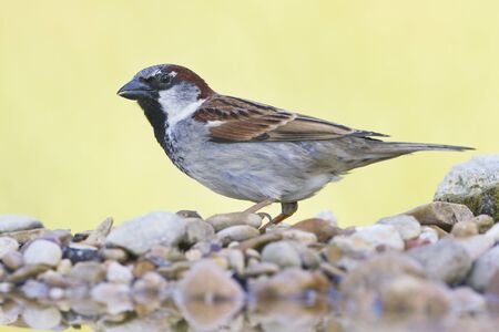 Larrabetzu, Bizkaia (Basque Country).Male house sparrow (Passer domesticus) near the water with a beautiful background full of unfocused flowers.の写真素材