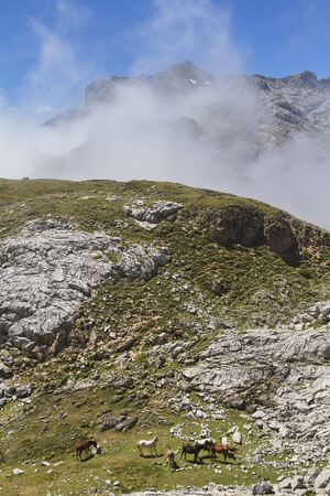 The Picos  Europa National Park is located in the Cantabrian Mountains, between the provinces of Asturias, LeÃ³n and Cantabria.の写真素材