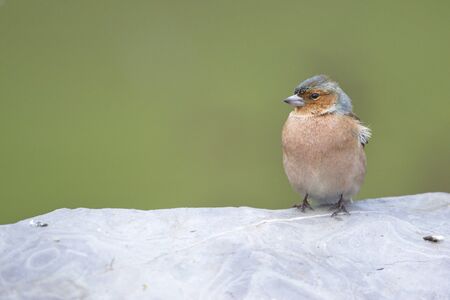 Rainy day in the field. Common chaffinch (Fringilla coelebs) in a blackthorn (Prunus spinosa) bush in winter.の写真素材
