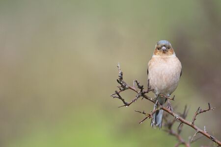 Rainy day in the field. Common chaffinch (Fringilla coelebs) in a blackthorn (Prunus spinosa) bush in winter.の写真素材