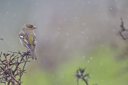Rainy day in the field. Common chaffinch (Fringilla coelebs) in a blackthorn (Prunus spinosa) bush in winter.の写真素材