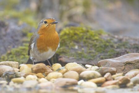 Rainy day in the field.A European Robin (Erithacus rubecola) near the river in winter.の写真素材