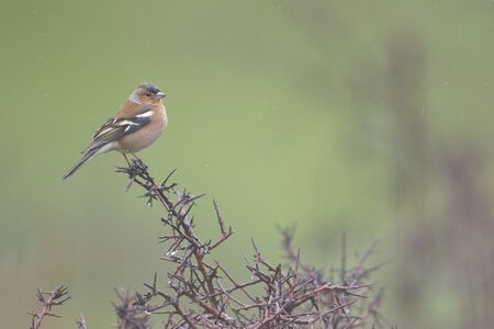 Rainy day in the field. Common chaffinch (Fringilla coelebs) in a blackthorn (Prunus spinosa) bush in winter.の写真素材